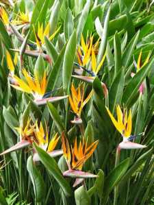 strelitzia-reginae